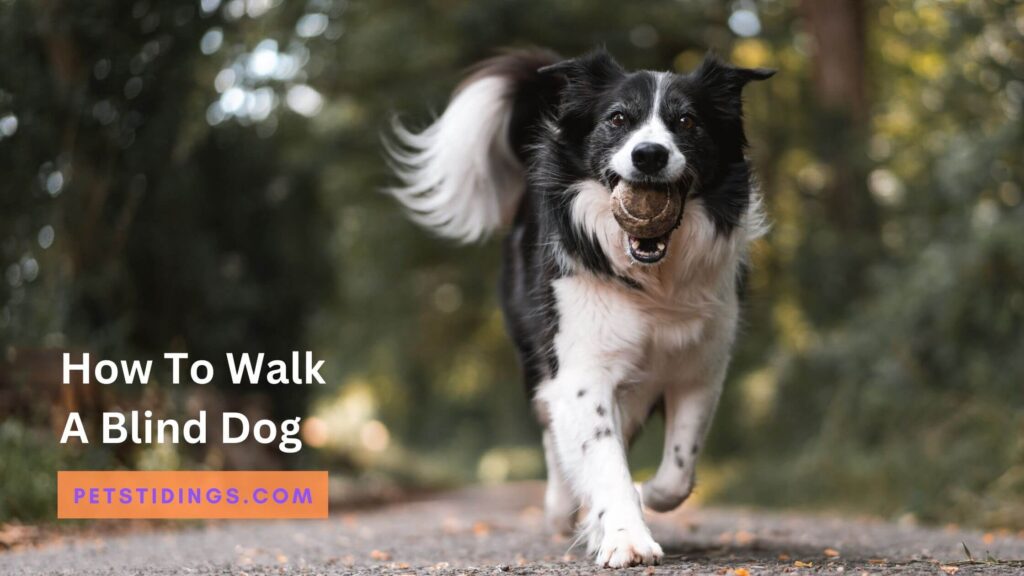 How To Walk A Blind Dog