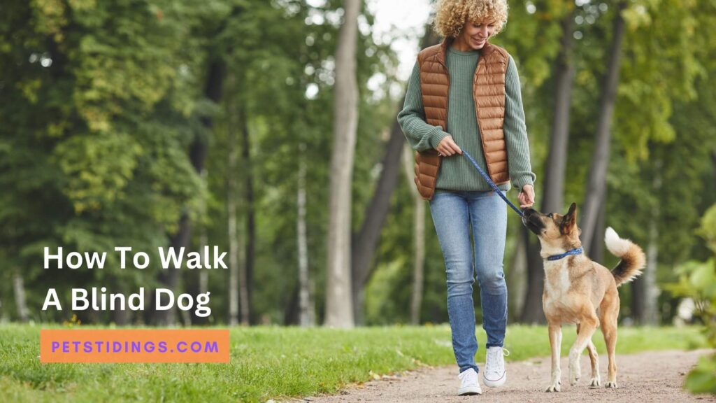 How To Walk A Blind Dog