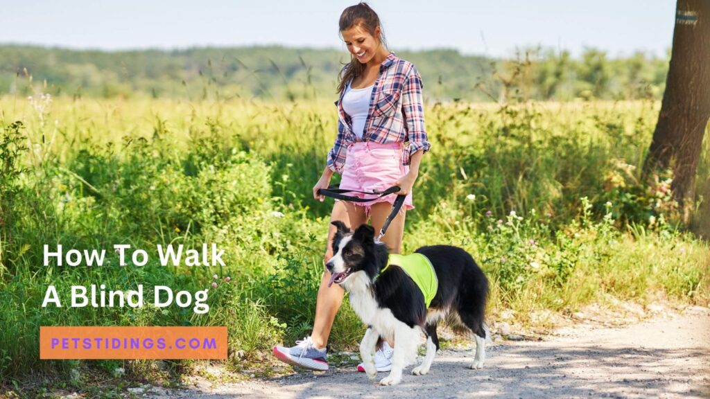 How To Walk A Blind Dog